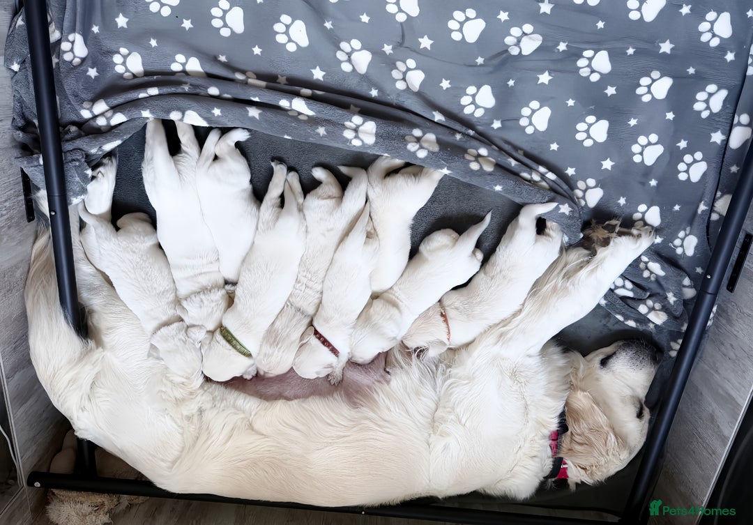 Golden Retriever dogs for sale: 1 LEFT *Ready to Go* Golden Retriever puppies 🐾 - Image 28