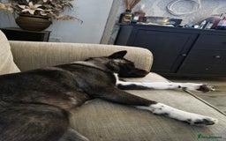 Akita dogs for sale: Akita pups READY in Sunderland - Image 4