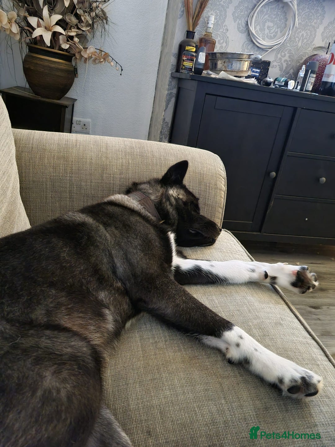 Akita dogs for sale: Akita pups READY in Sunderland - Image 4