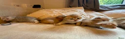 Scottish Fold cats for sale: Scottish fold kittens  in Haslemere - Advert 3