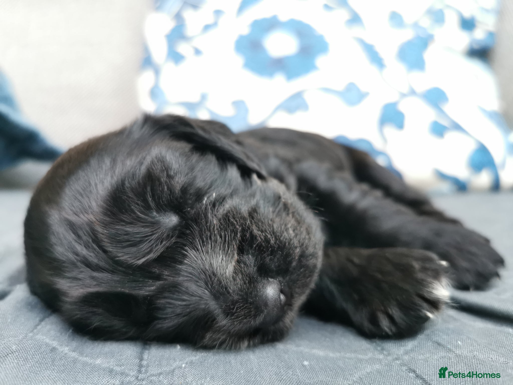 Cocker Spaniel dogs Show Cocker Spaniel Puppies for sale  - Advert 12