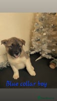 Akita dogs Ready to leave in 2 days.American Akita Puppies 🐾 - Advert 3