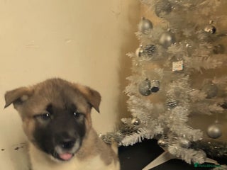 Akita dogs Ready to leave in 6 days.American Akita Puppies 🐾 - Advert 1