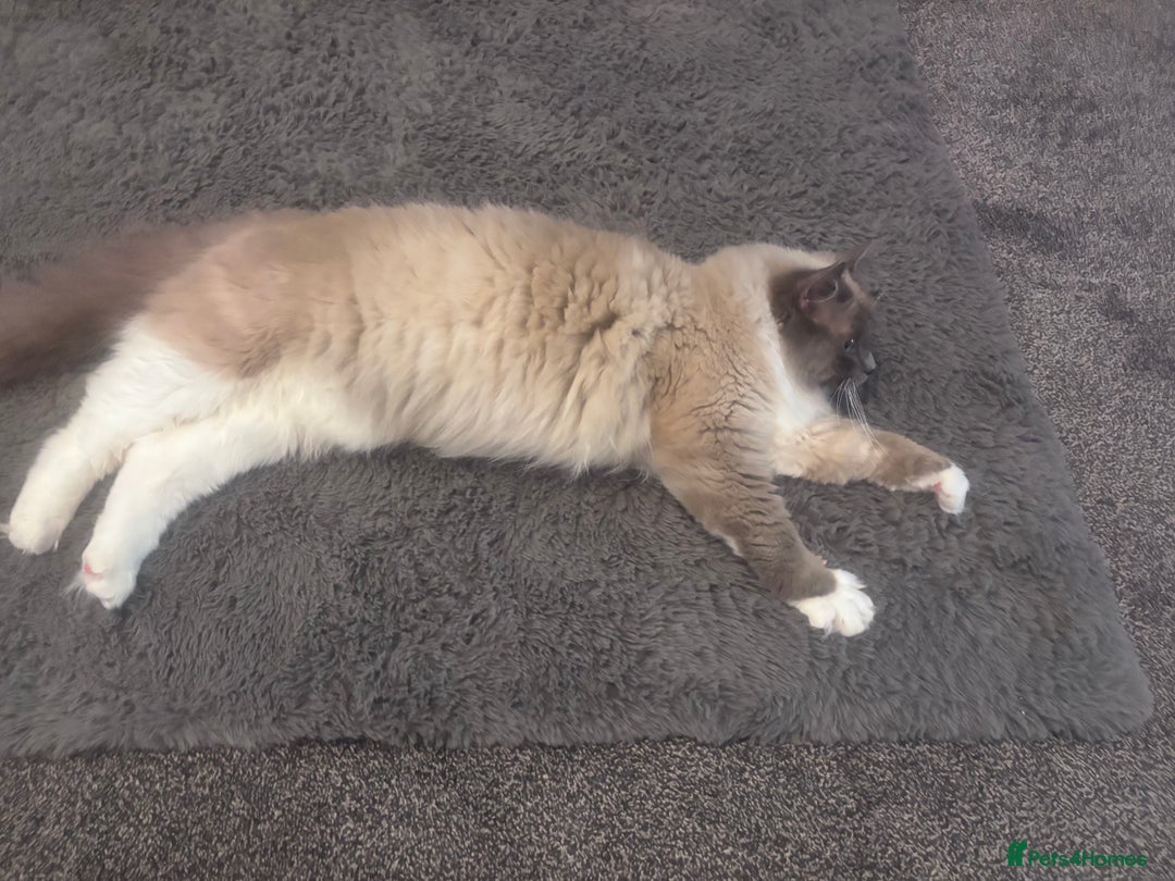 Ragdoll cats for sale: One gorgeous Ragdoll kitten available  - Image 11