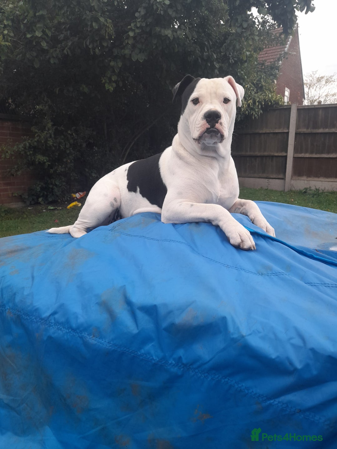 Alapaha Blue Blood Bulldog dogs for stud: Bitch looking for stud - Advert 3
