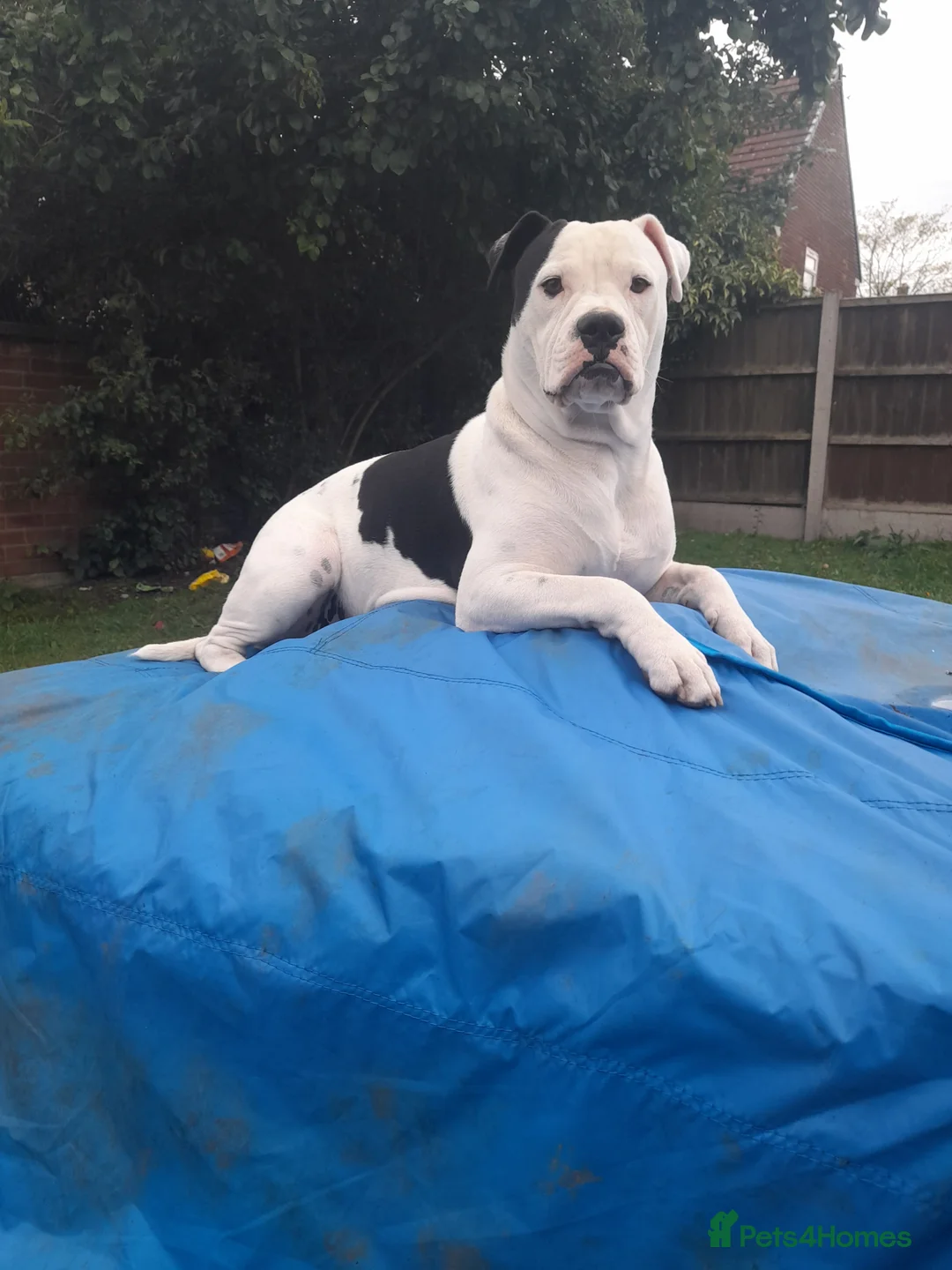 Alapaha Blue Blood Bulldog dogs for stud: Bitch looking for stud - Advert 3
