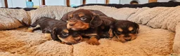 Cocker Spaniel dogs for sale: 5 STUNNING KC WORKING TYPE COCKER SPANIELS  - Advert 11