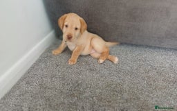 Labrador Retriever dogs for sale: Gorgeous labrador puppies - Image 4