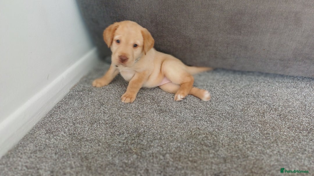 Labrador Retriever dogs for sale: Gorgeous labrador puppies - Image 4