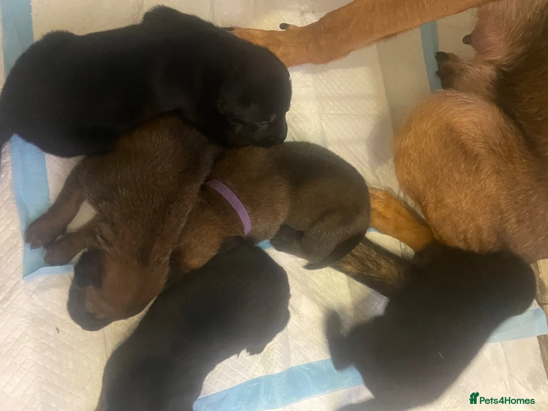 Belgian Shepherd Dog dogs for sale: Belgium malinios x Dutch hurder  in Coventry - Advert 2