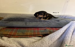 Cockalier dogs for sale: Cockalier  - Image 6