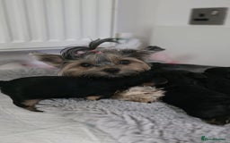 Yorkshire Terrier dogs for sale: Yorkshire terrier  - Image 14