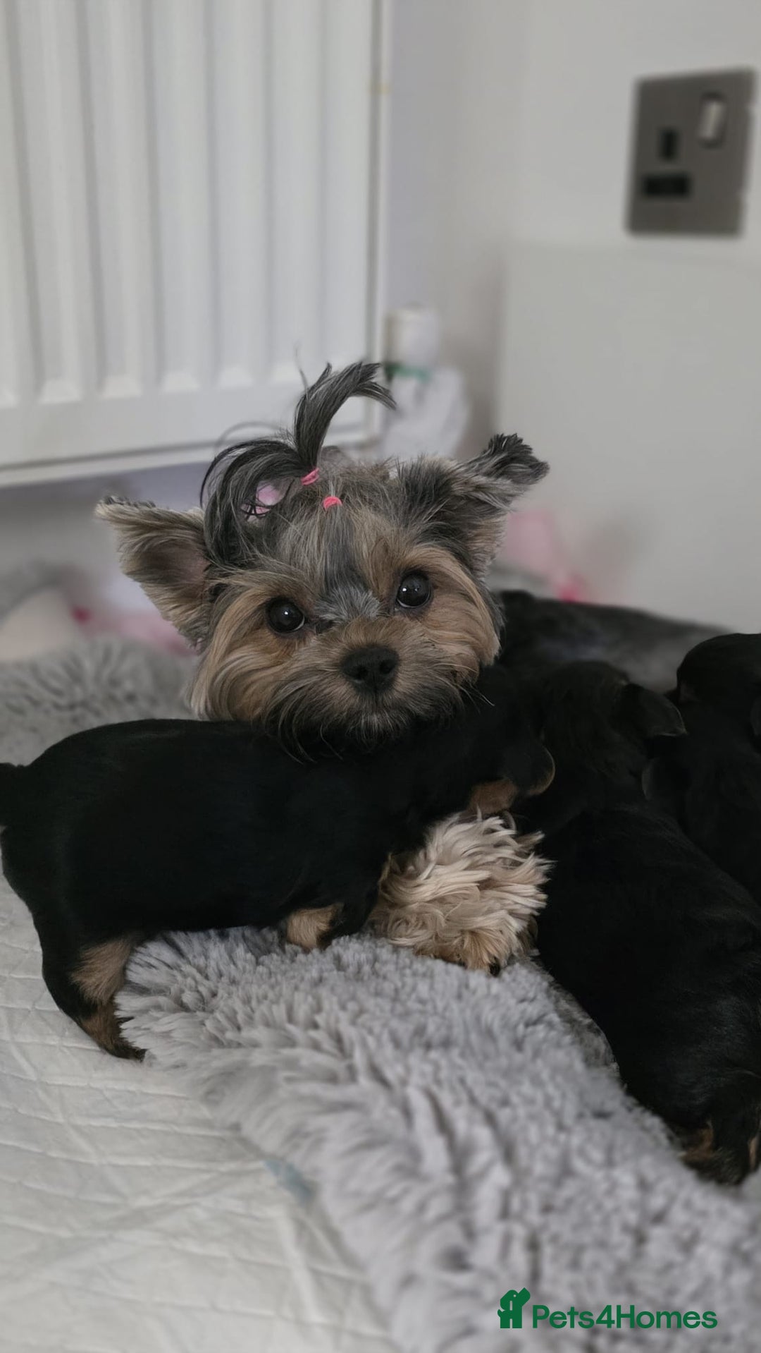 Yorkshire Terrier dogs for sale: Yorkshire terrier  - Image 14