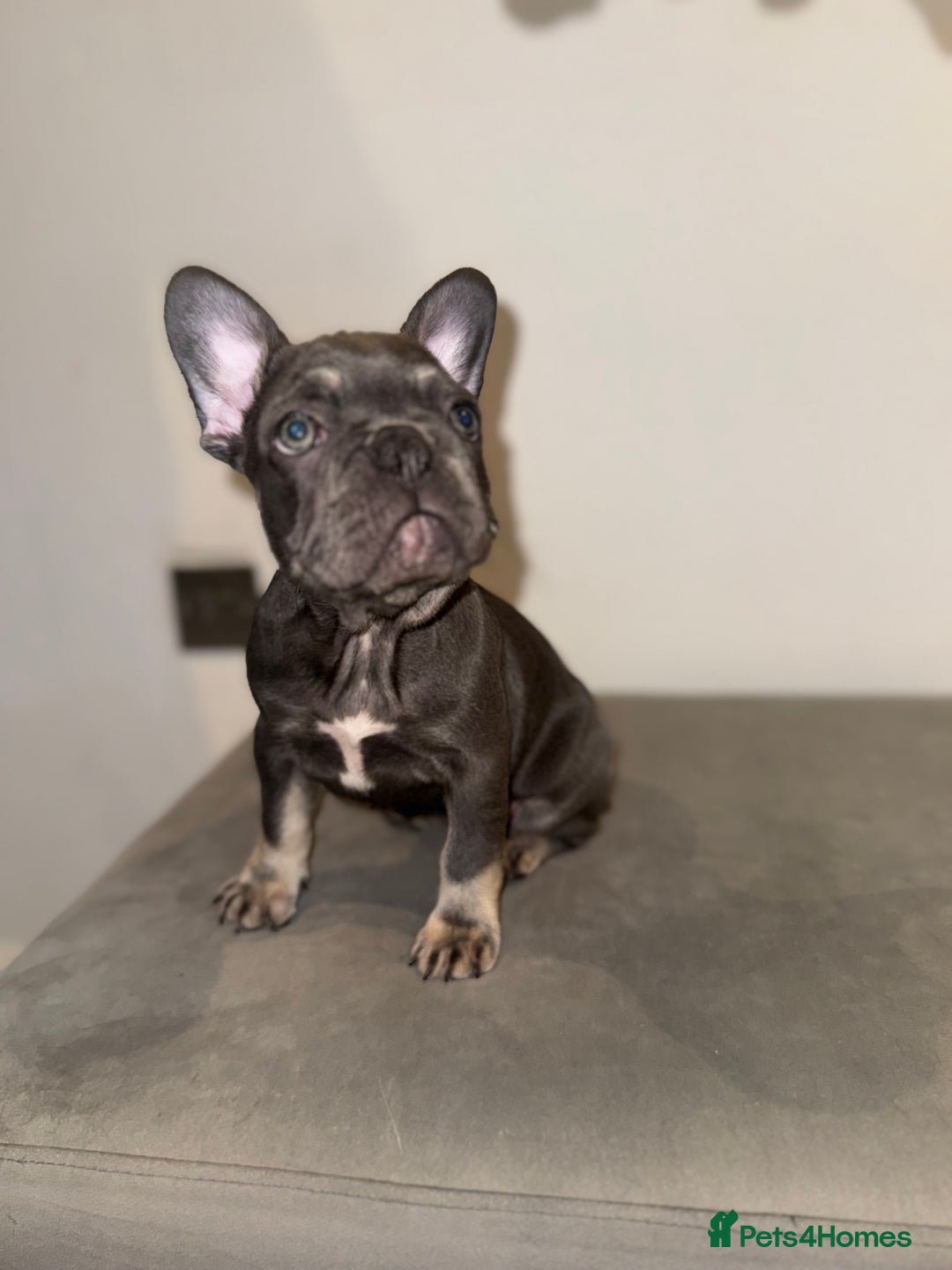 French Bulldog dogs for sale: French bulldog ready before  **   ** 🥰 - Advert 17
