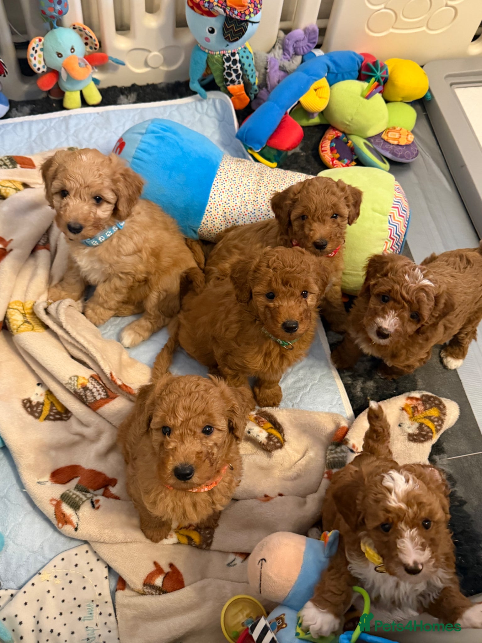 Australian Labradoodle dogs 🐾 Australian Labradoodle Health Tested 🐾 - Advert 7