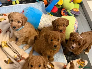 Australian Labradoodle dogs 🐾 Australian Labradoodle Health Tested 🐾 - Advert 7