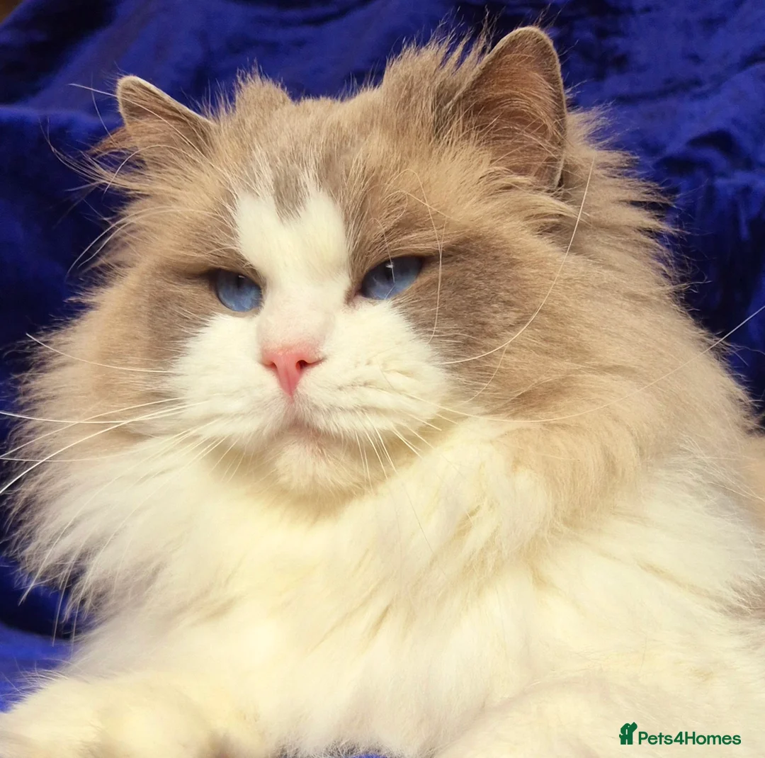 Ragdoll cats for sale: Ragdoll male kitten gccf active - Advert 18