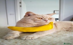 Brazilian Shorthair cats for stud: Cream British Shorthair For Stud - Image 4