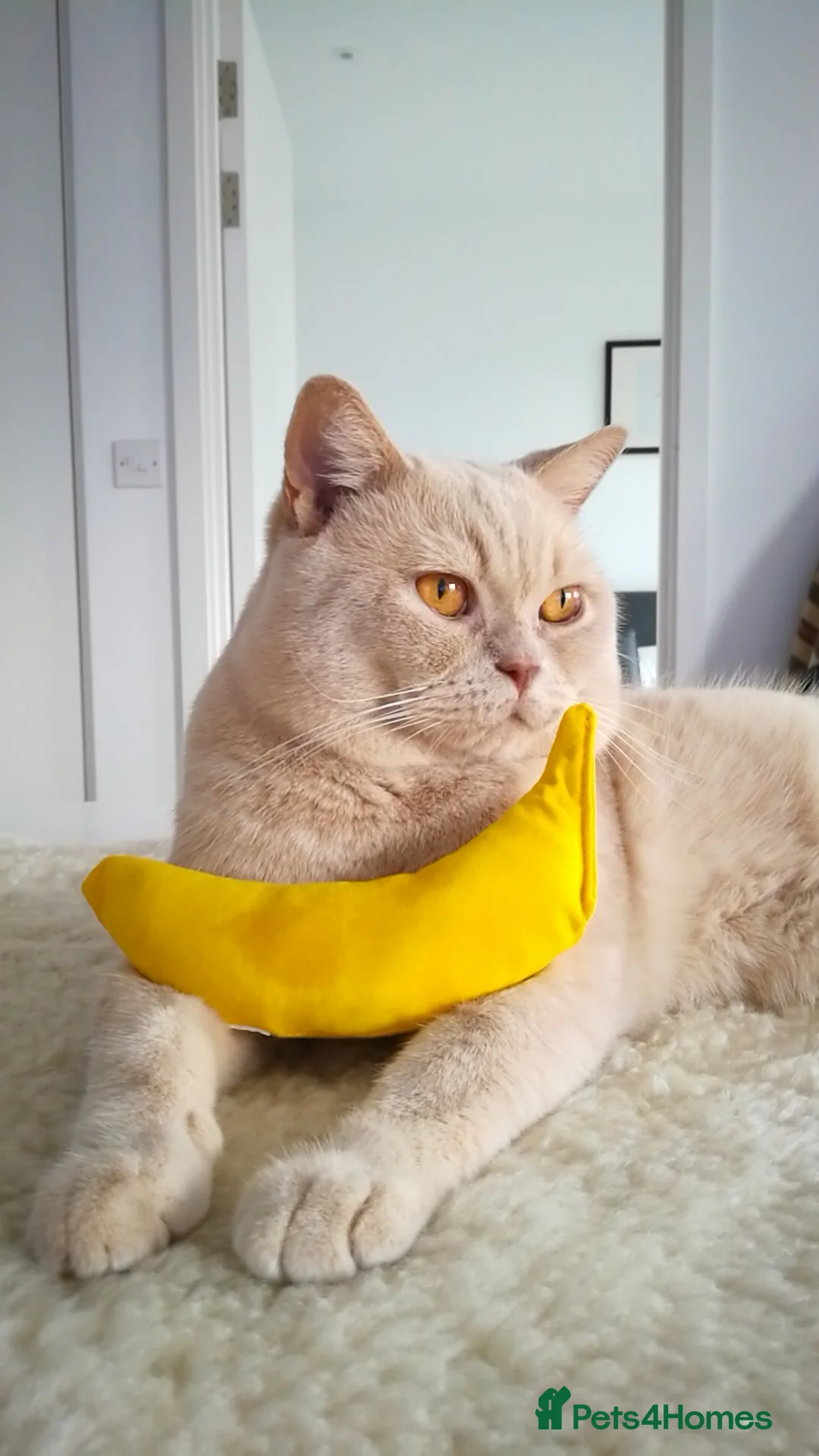 British Shorthair cats for stud: Cream British Shorthair For Stud - Advert 4