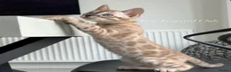 Bengal cats for sale: Stunning Snow Mink and Sepia TICA Pedigree Bengals - Advert 13