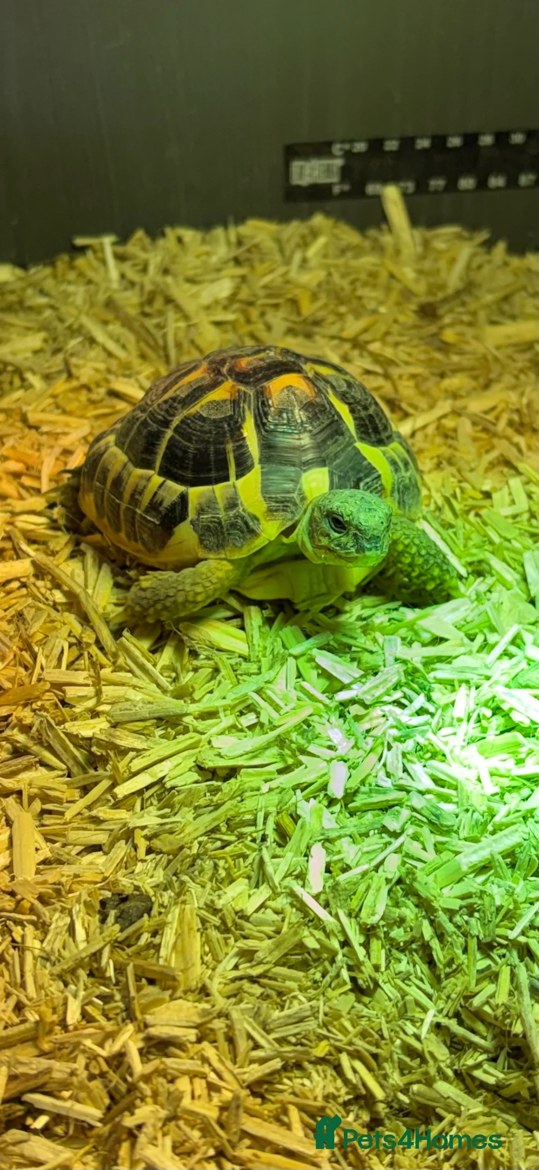 Hermann Tortoise reptiles for sale: Dwarf Hermanns Tortoise - Advert 1