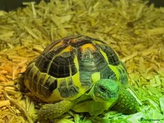 Hermann Tortoise reptiles Dwarf Hermanns Tortoise - Advert 8