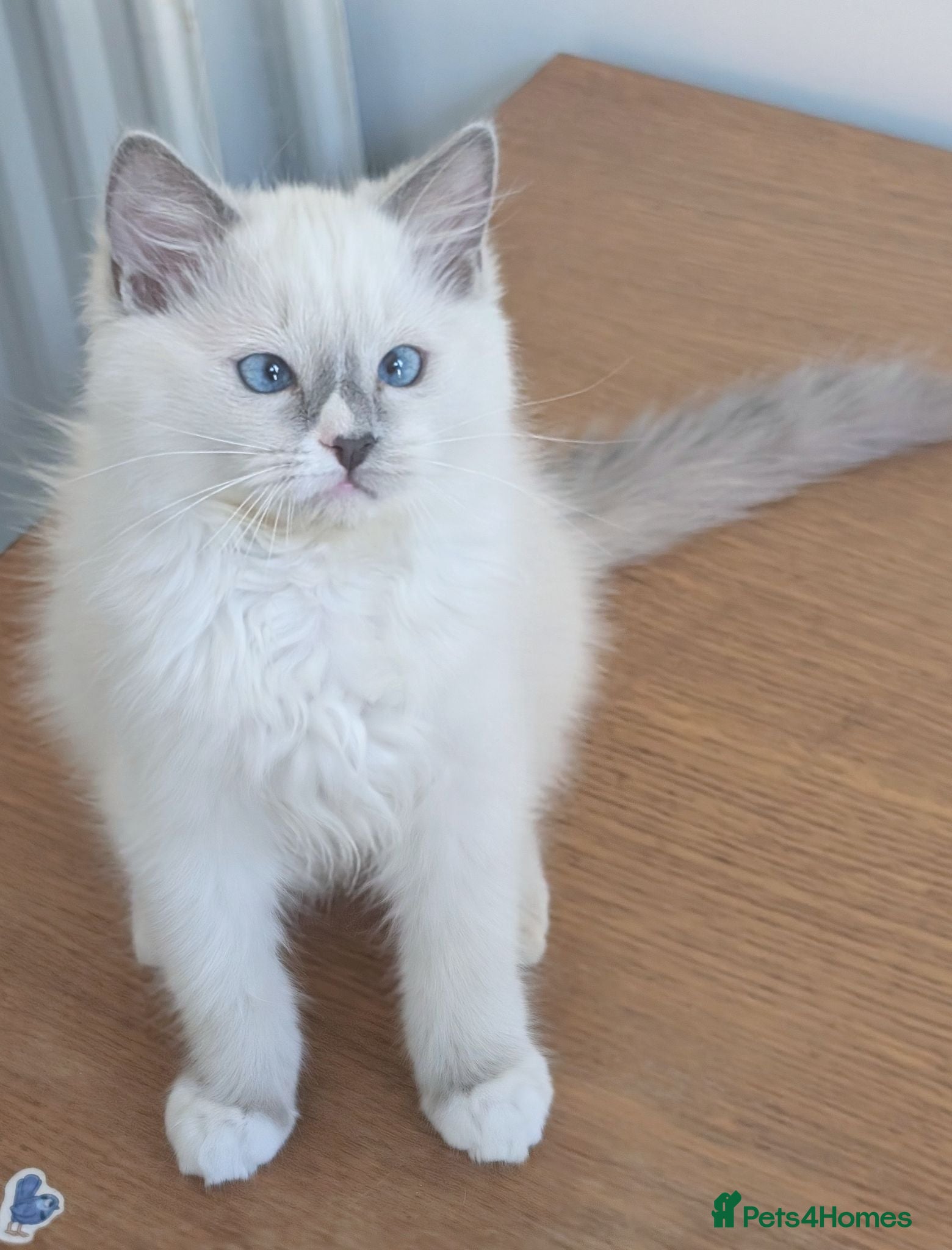 Ragdoll cats 🏆Grand EU champion TICA Ragdoll kittens  - Advert 7
