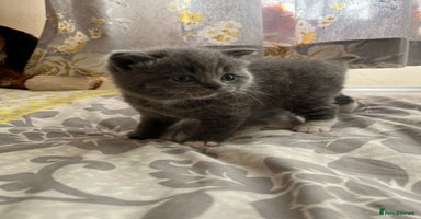 British Shorthair cats - Advert 13
