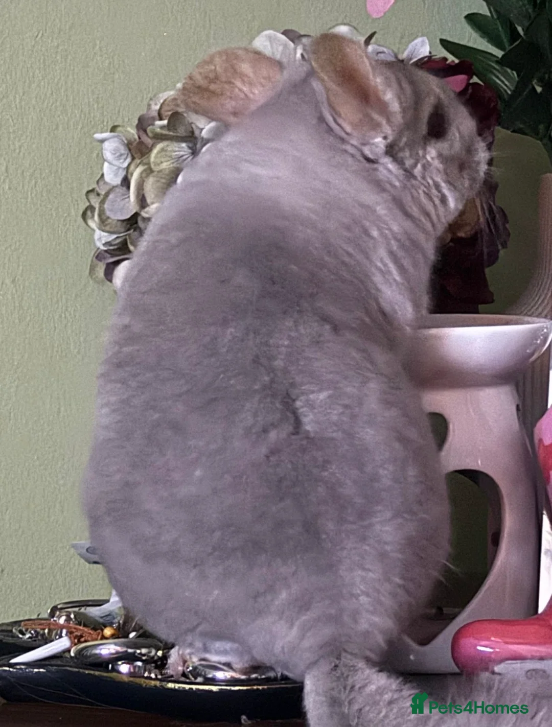 Chinchilla rodents for sale: Chinchilla looking for his forever home - Advert 2