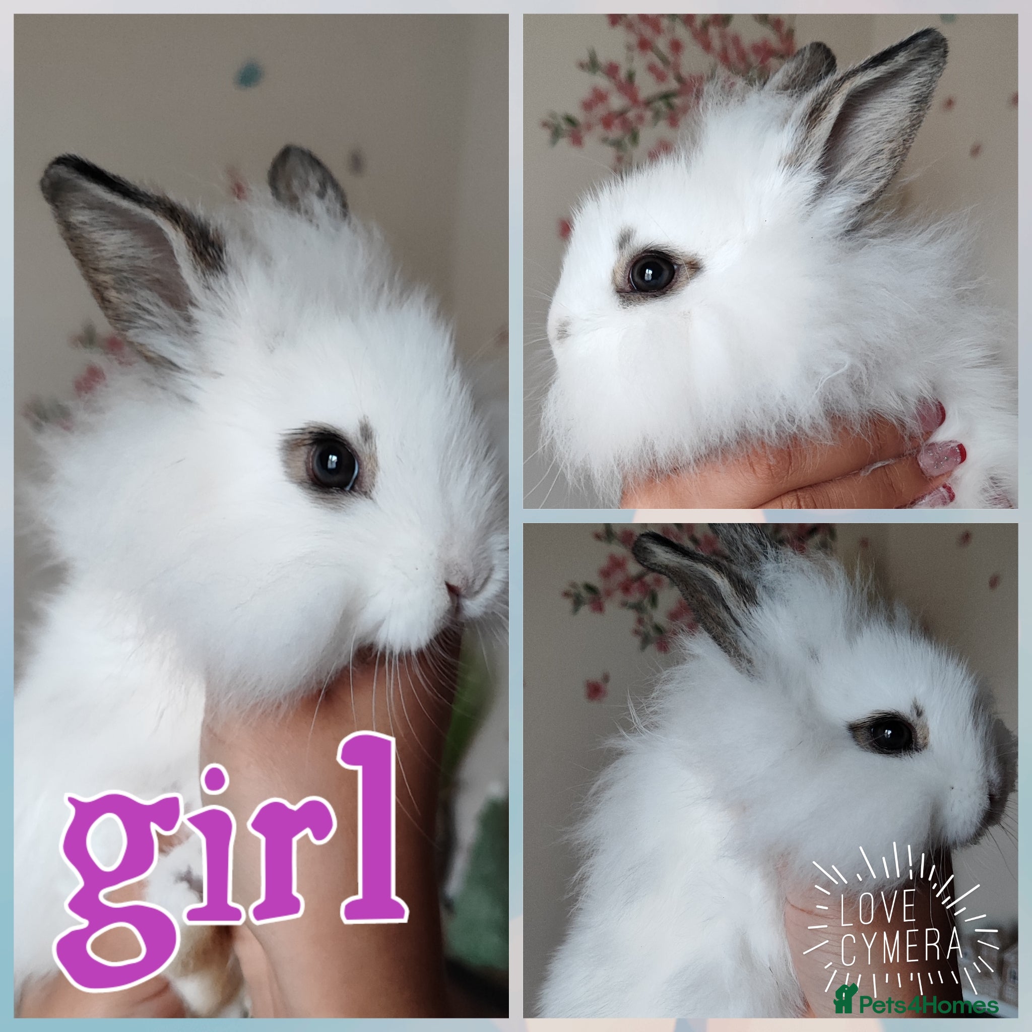 Mini Lion Lop rabbits Wonderful mini lion head lops - Advert 5