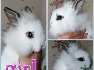 Mini Lion Lop rabbits Wonderful mini lion head lops - Advert 5