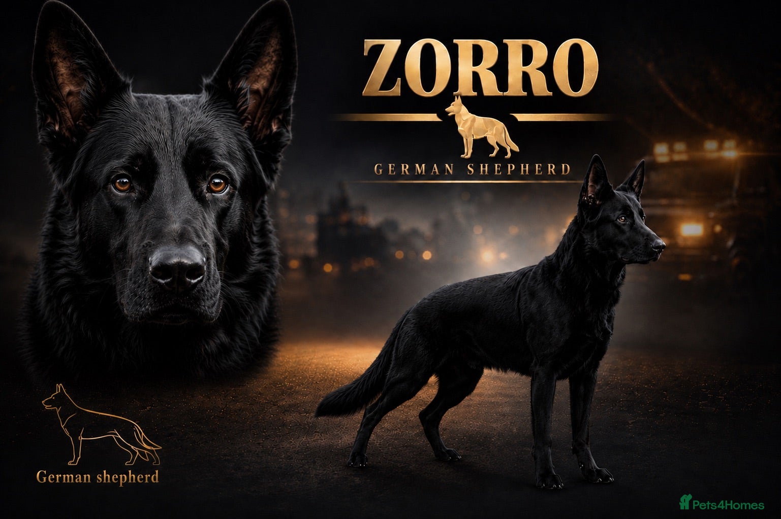 German Shepherd dogs German Shepherd For *STUD* - Advert 1