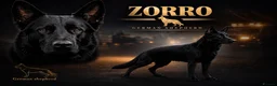 German Shepherd dogs for stud: German Shepherd For *STUD* - Advert 1