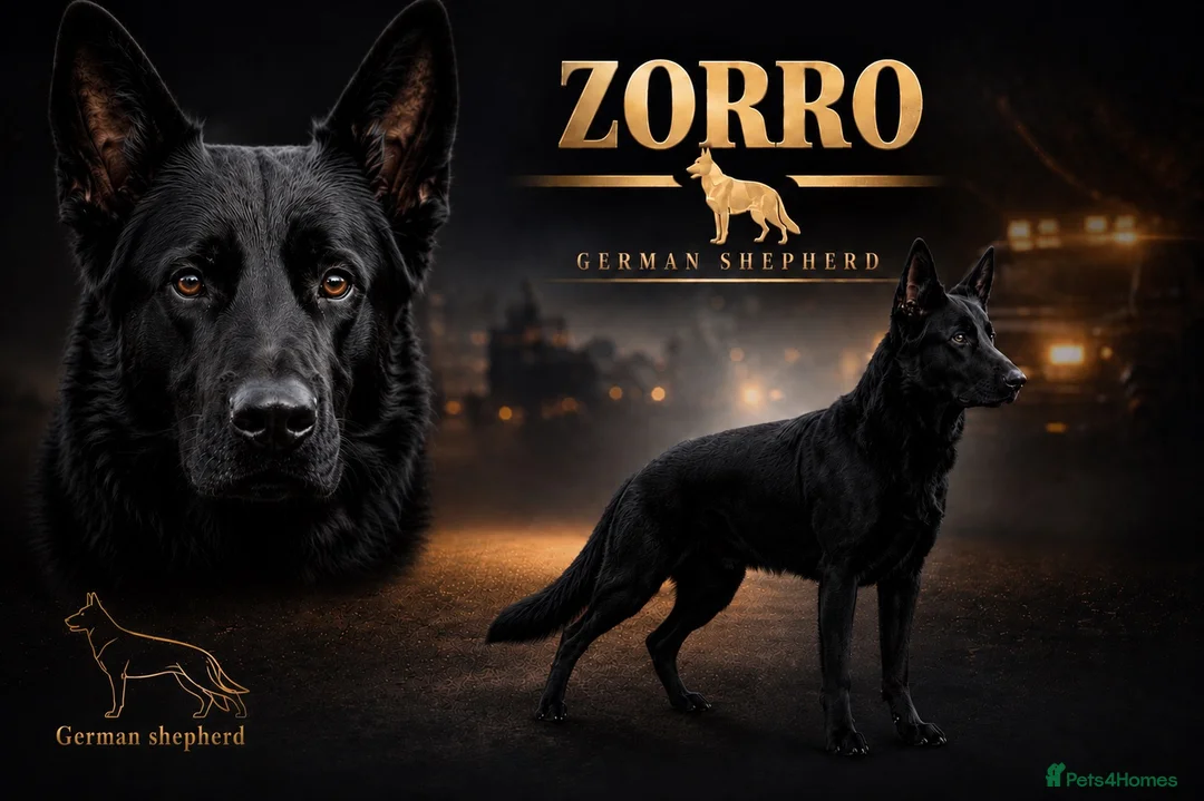 German Shepherd dogs for stud: German Shepherd For *STUD* - Advert 1