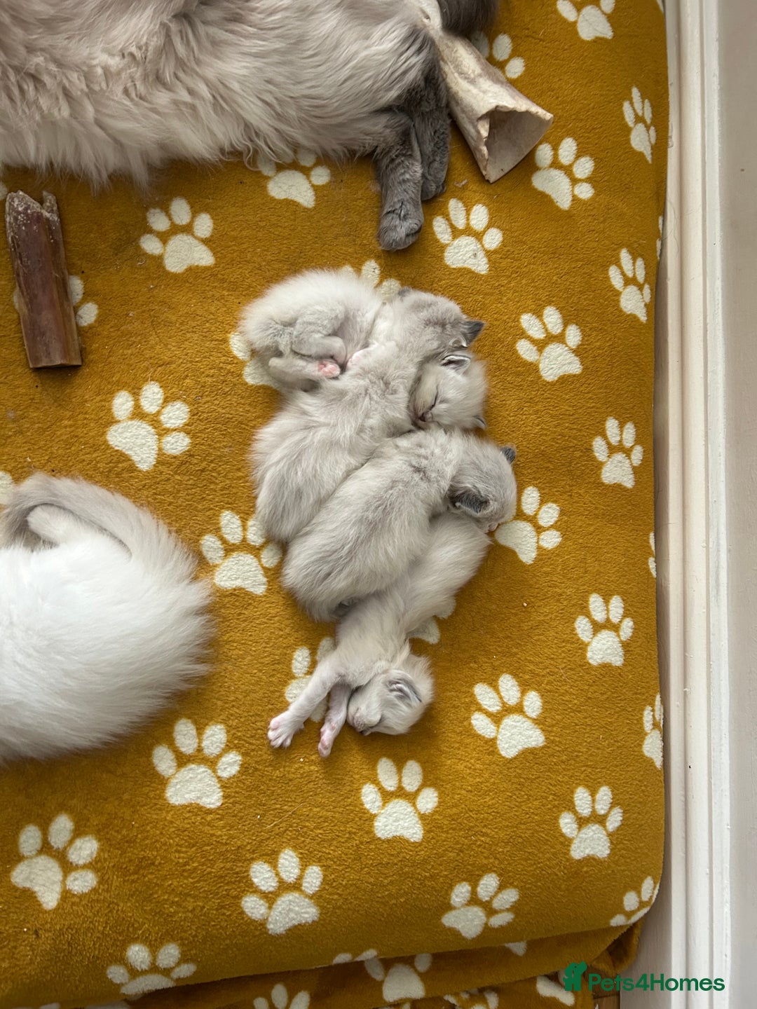 Ragdoll cats for sale: 😻 2 GORGEOUS RAGDOLL KITTENS 😻 - Image 5