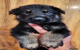 German Shepherd dogs for sale: KC reg GSD puppies  - Image 2