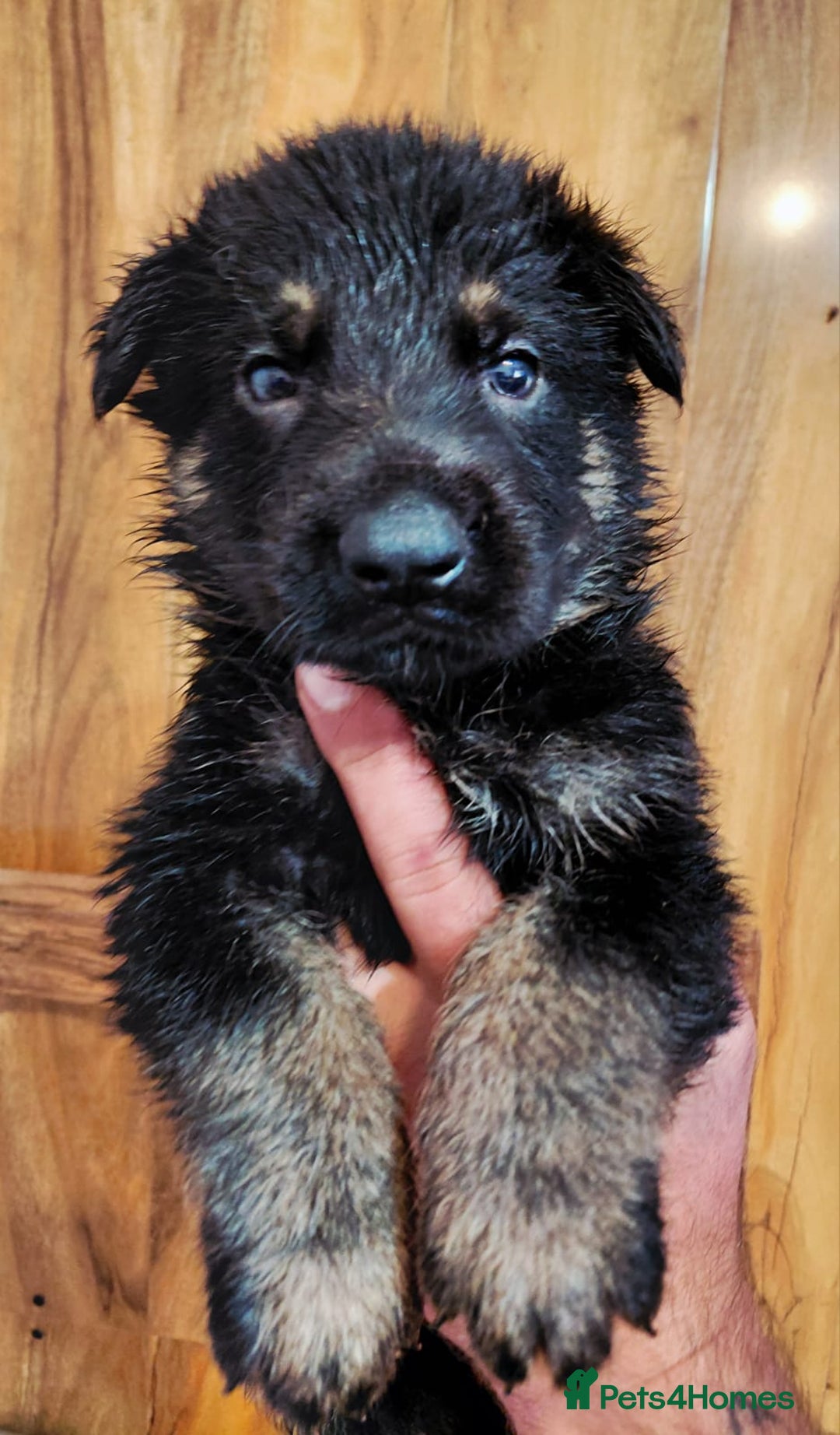 German Shepherd dogs for sale: KC reg GSD puppies  - Image 2