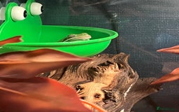 Frog reptiles for sale: Whites tree frog x2 and one tree frog - Image 4