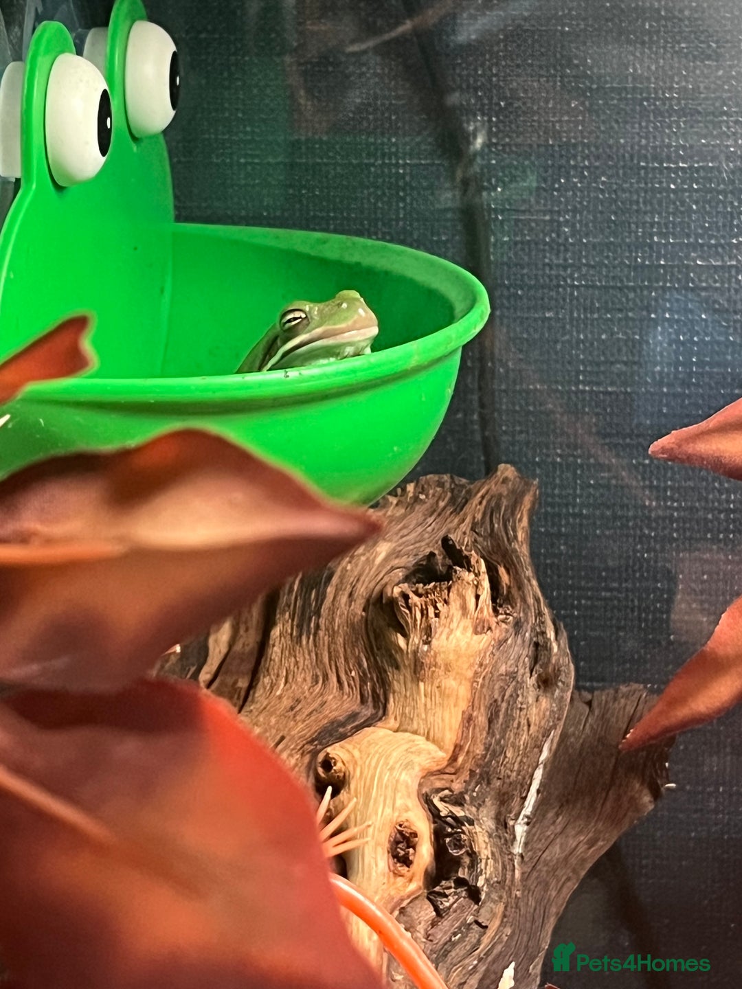 Frog reptiles for sale: Whites tree frog x2 and one tree frog - Image 4