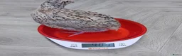 Quail poultry for sale: Quails and quails eggs &jambo japanese and giant  - Advert 7
