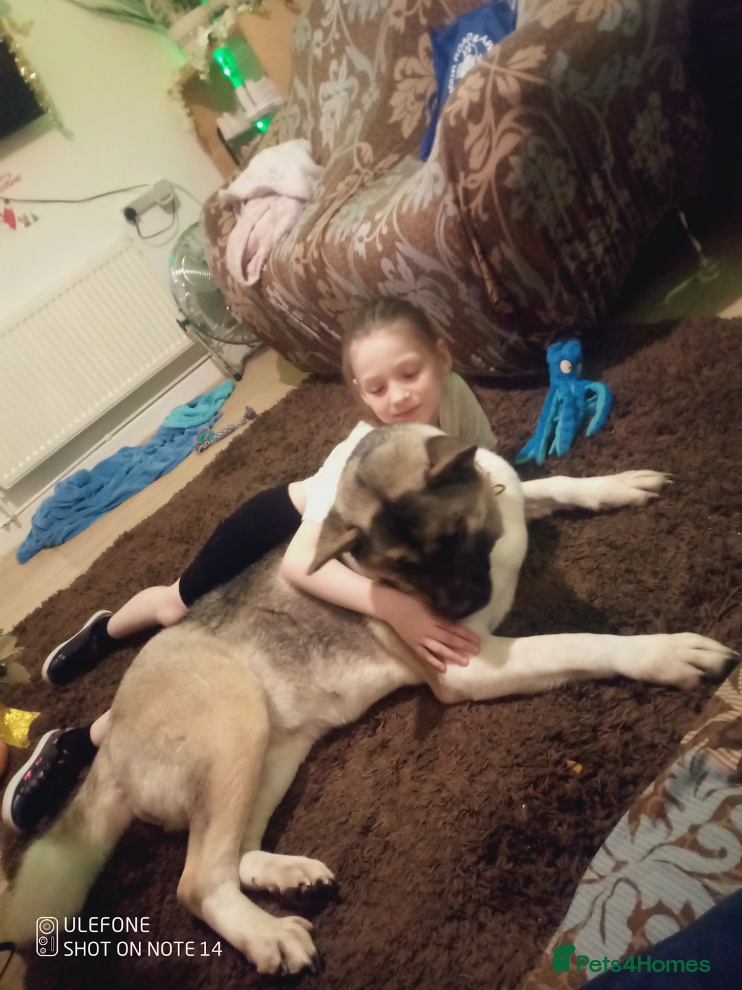 Akita dogs for sale: Gorgeous friendly girl needs new home  - Image 5