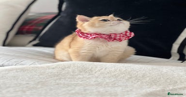 British Shorthair cats 🏆 Golden BRI NY12 Girl European Lines 🏆 - Advert 11