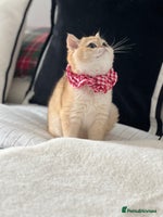 British Shorthair cats 🏆 Golden BRI NY12 Girl European Lines 🏆 - Advert 9