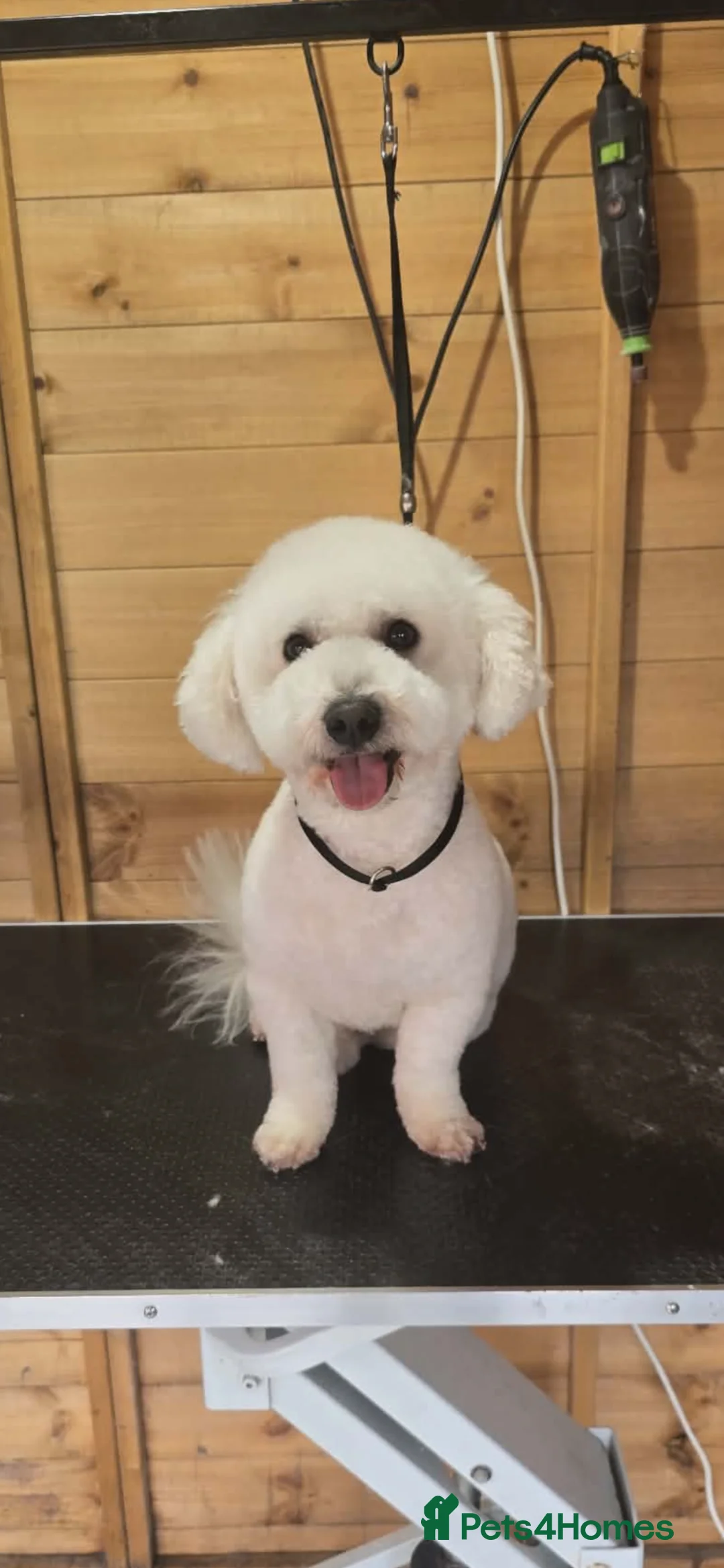 Bichon Frise dogs for stud: BICHON FRISE FO STUD - Advert 2