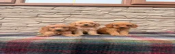 Cockapoo dogs for sale: F1 Cockapoos (council licensed breeder  - Advert 16
