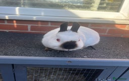 Netherland Dwarf rabbits for sale: Adult Himalayan Netherland Dwarf Doe - Image 2