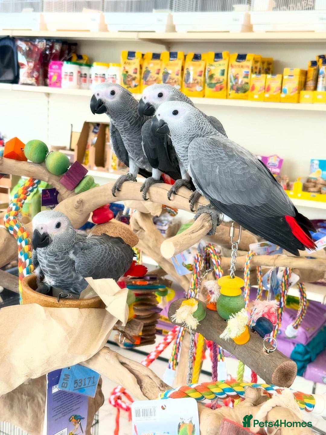Parrots birds for sale: African greys  - Image 4