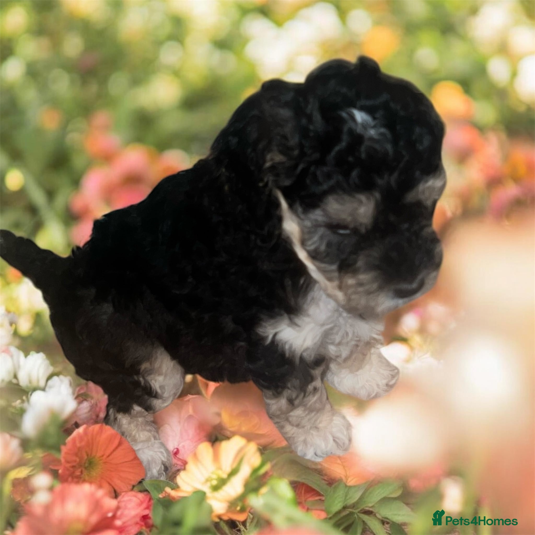 Australian Labradoodle dogs  health tested parents!! Ready on 25 April 🐶 - Advert 6