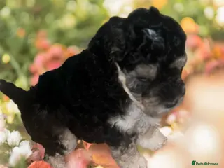 Australian Labradoodle dogs health tested parents!! Ready on 25 April 🐶 - Advert 6