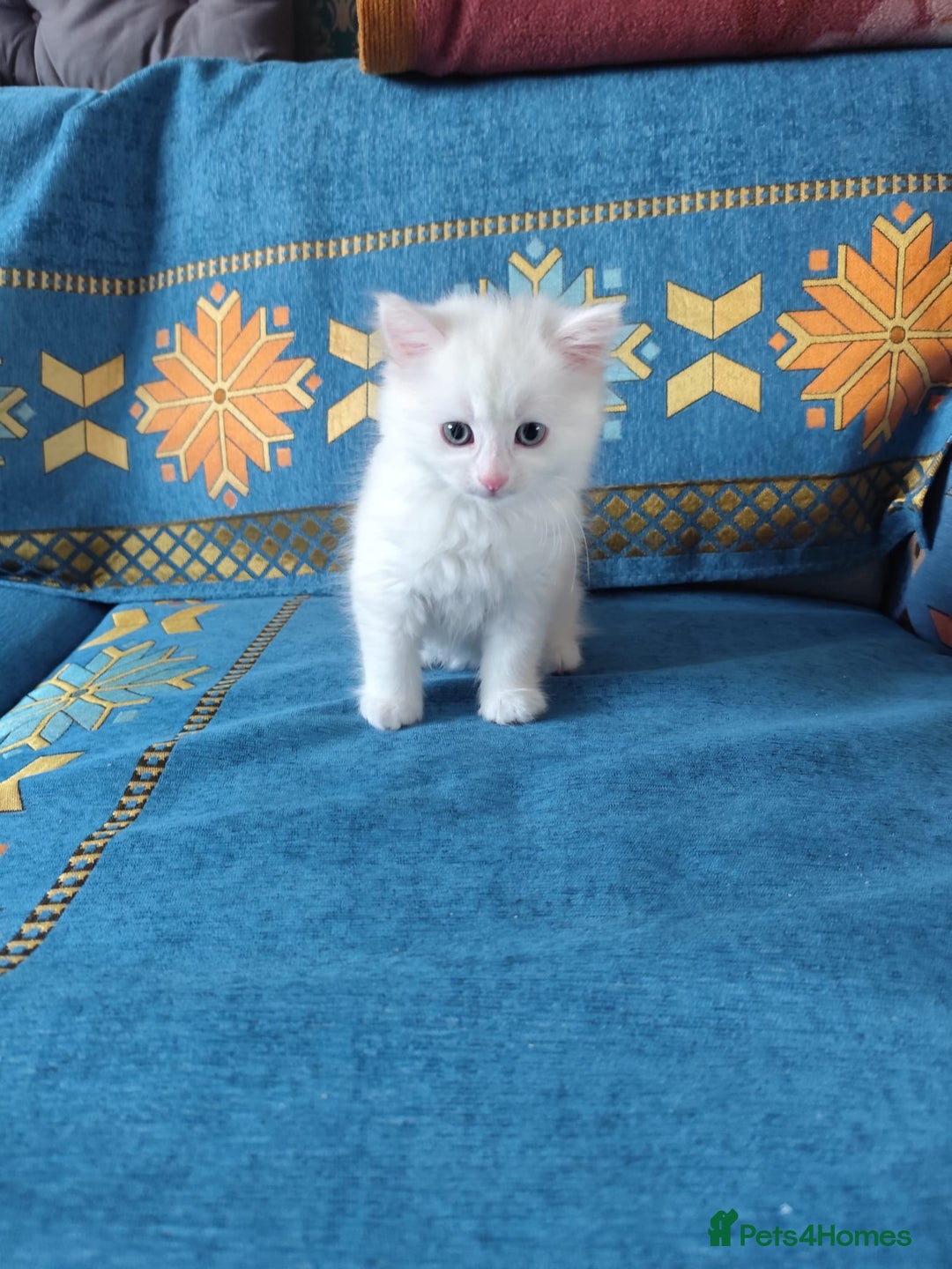 Mixed Breed cats for sale: Beautiful male kitten ready for new home - Advert 4